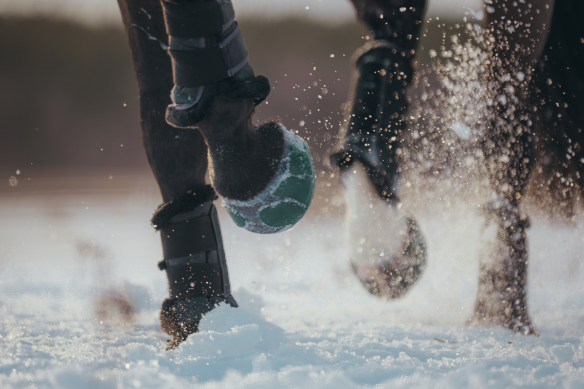 Performer Winter