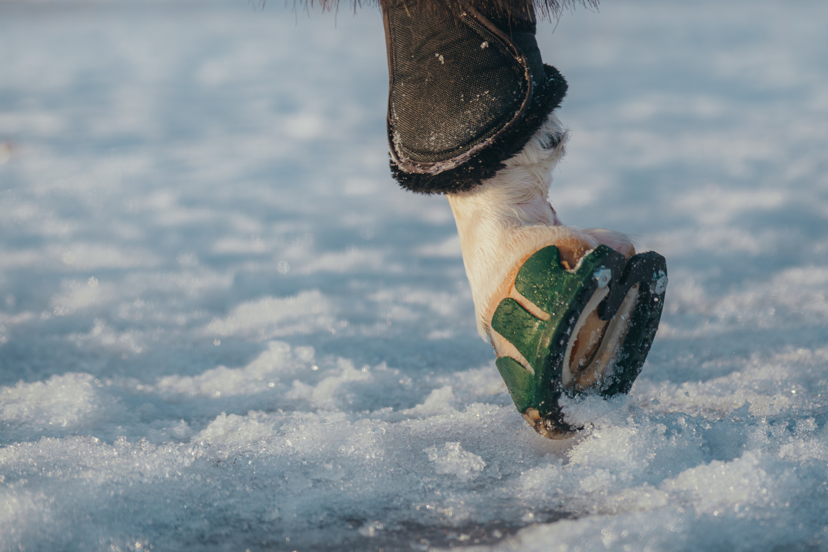 Performer Winter